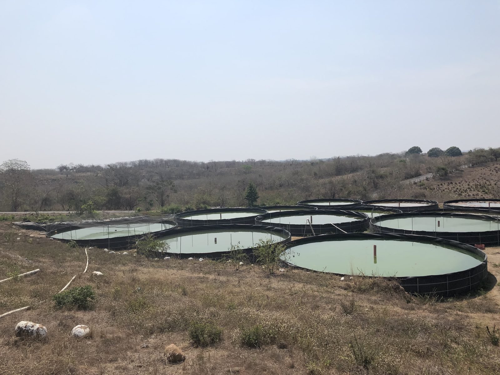 Otro ángulo de los estanques circulares de la granja acuícola.